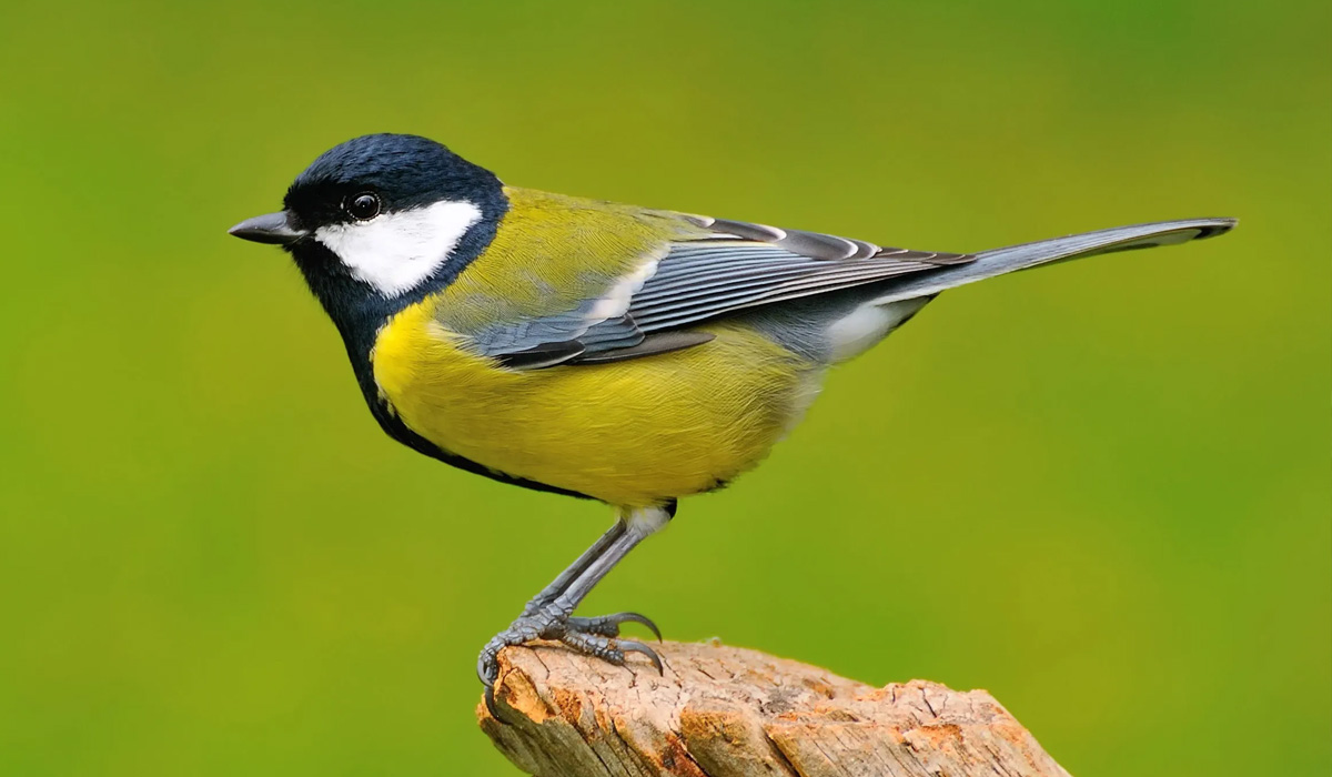 Great Tit